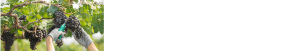 software bodega