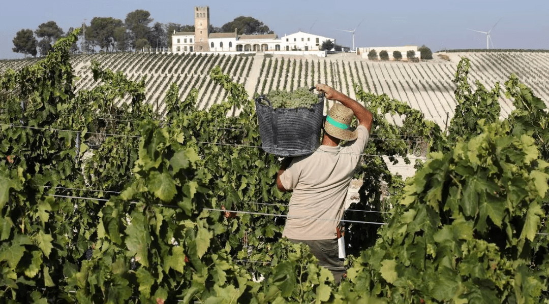 FUNDADOR arranca la vendimia del Marco de Jerez